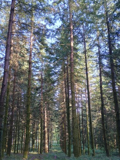 Forêt Limousin