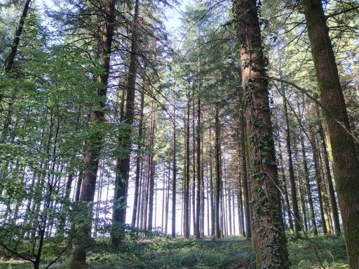 Arbres