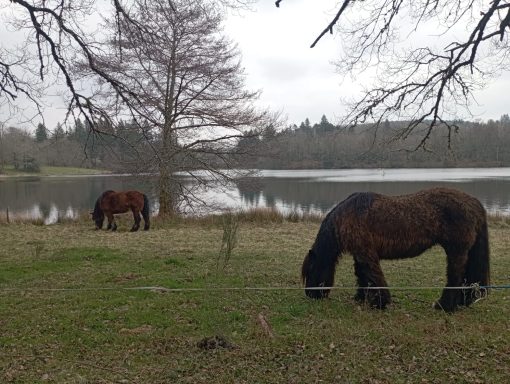 Prairies du Limousin