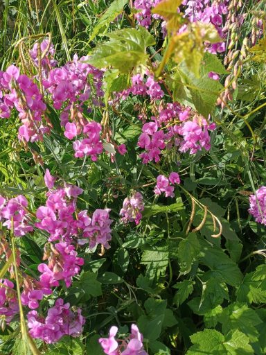 Lupins