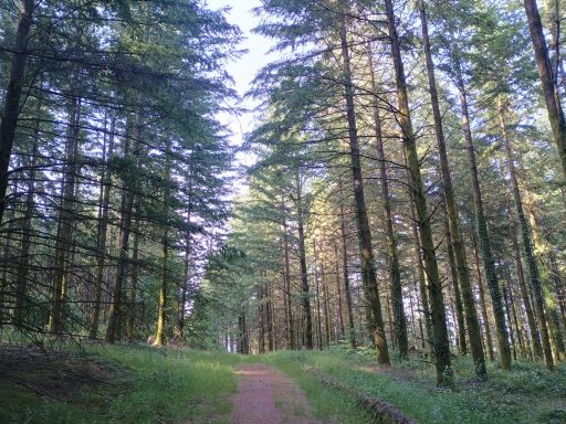 Sapins