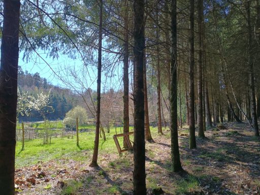 Bois derrière la maison