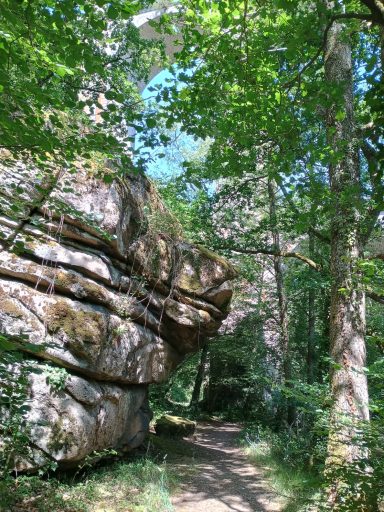 Sentier ombragé